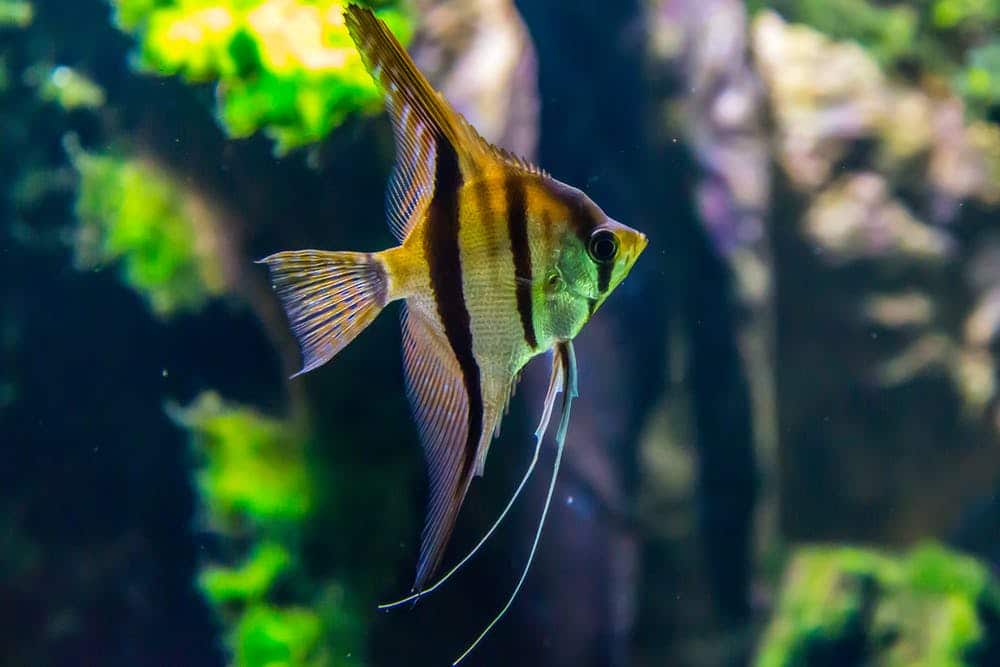 Tips to know before you start aquaponics