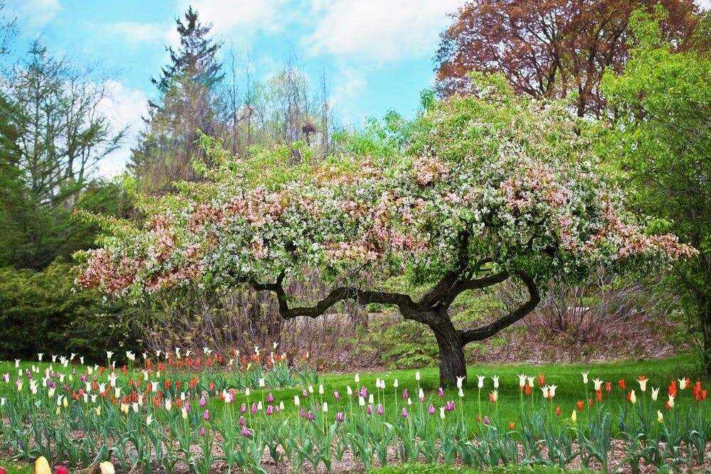 Tips to take care of old trees