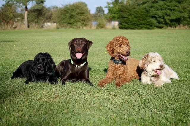 Best Dogs For Kids
